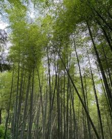 灵隐飞来峰景区27
