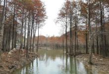 红杉林景区15