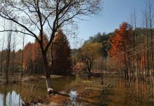 红杉林景区8