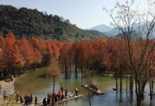 红杉林景区10
