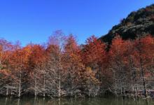 红杉林景区4
