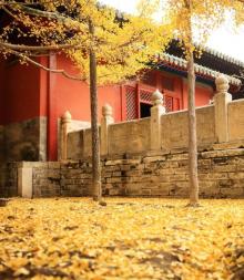 大觉寺5