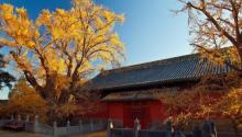 大觉寺12