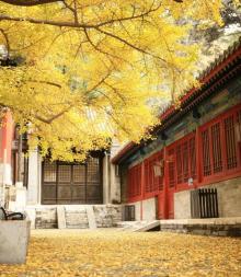 大觉寺4