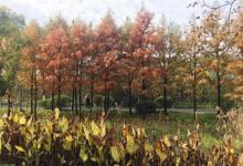 城市生态森林公园23