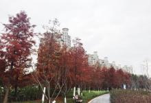 城市生态森林公园27