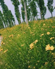 鲜花小镇19