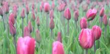 鲜花小镇4