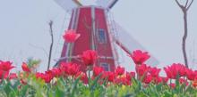 鲜花小镇24