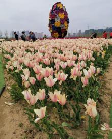 鲜花小镇26