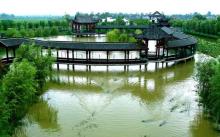 中国扬子鳄村7