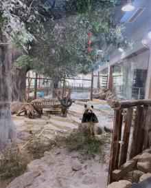 长屿硐天熊猫馆3