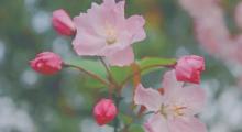 杭州樱花园30