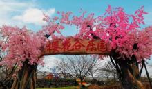 杭州樱花园1