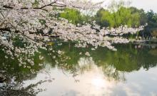 杭州樱花园23