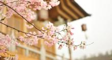 杭州樱花园26