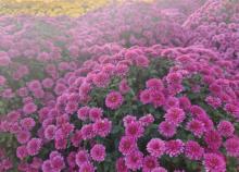 九龙湾花星球7
