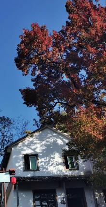 指南村18