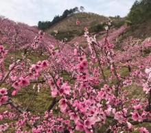 桃花坞13