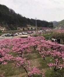 桃花坞14
