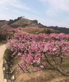 桃花坞11