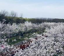 湖畔花语景区11