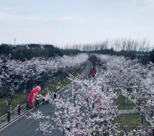 湖畔花语景区14
