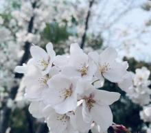 湖畔花语景区12