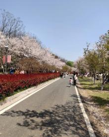 湖畔花语景区5