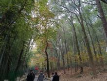 灵岩山寺14