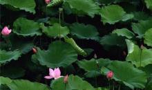 阳澄湖莲花岛2