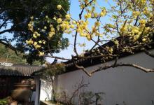 紫金庵19