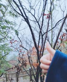 大阳山国家森林公园植物园景区23