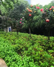稠州公园6
