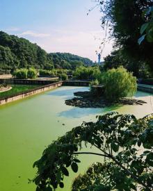 中国扬子鳄景区7