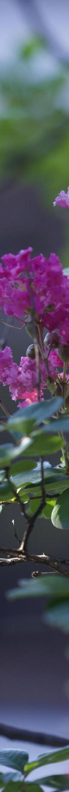 东山雕花楼2