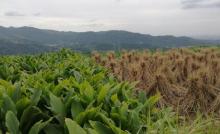 中雁荡山19