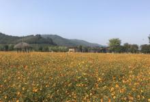 径山花海20