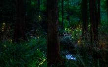 莫干山云起萤光水森林（萤火虫基地）6