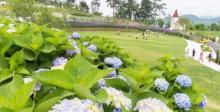 千岛湖植物园3