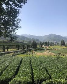 大木山茶园景区30