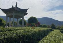 大木山茶园景区25