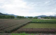 大木山茶园景区21