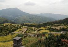 大木山茶园景区28