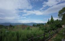 大木山茶园景区19