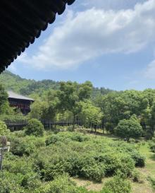大唐贡茶院11