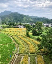 苍坡古村20