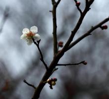 香雪海3
