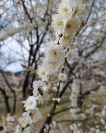 香雪海6