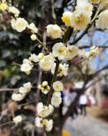 香雪海8